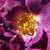 Vijolična - Vrtnica plezalka - Princess Sibilla de Luxembourg